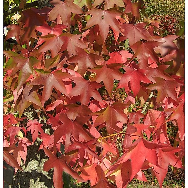 Amerikanischer Amberbaum Oakville Highlight 100-125cm - Liquidambar styraci günstig online kaufen