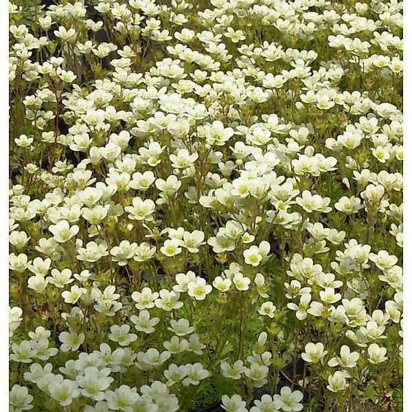 Moossteinbrech Pixi Weiß - Saxifraga arendsii günstig online kaufen