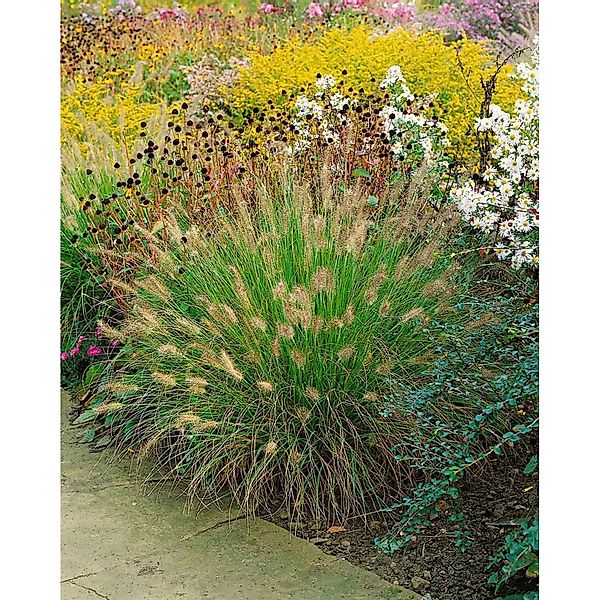 Pennisetum Alopecuroides Weserbergland Lampenputzergras Ca. 11x11 cm Topf günstig online kaufen