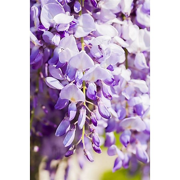 Wisteria Floribunda Domino Issai Blauregen Violett 40–60 cm günstig online kaufen
