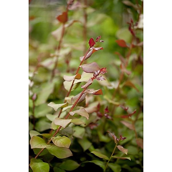 Lagerstroemia Indica Fliederbeere 30-35 cm günstig online kaufen