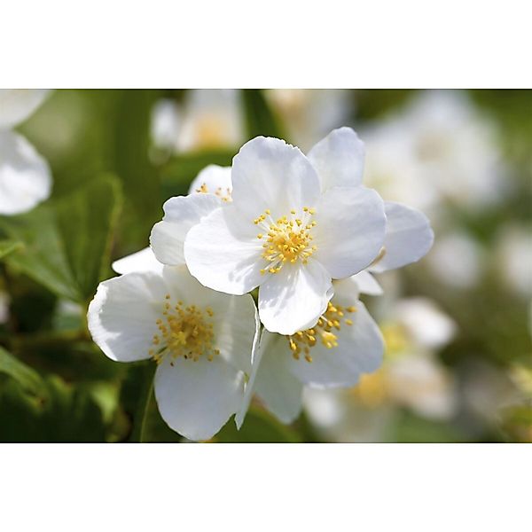 Philadelphus Coronarius Duftjasmin Weiß 40–60 cm günstig online kaufen