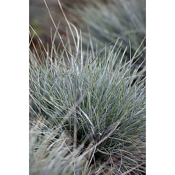 Festuca Cinerea Azurit Blauschwingel Ca. 9x9 cm Topf günstig online kaufen