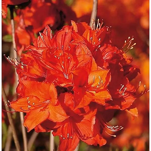 Azalee Parkfeuer 30-40cm - Rhododendron,uteum - Alpenrose günstig online kaufen