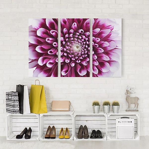 3-teiliges Leinwandbild Blumen - Querformat Aster günstig online kaufen