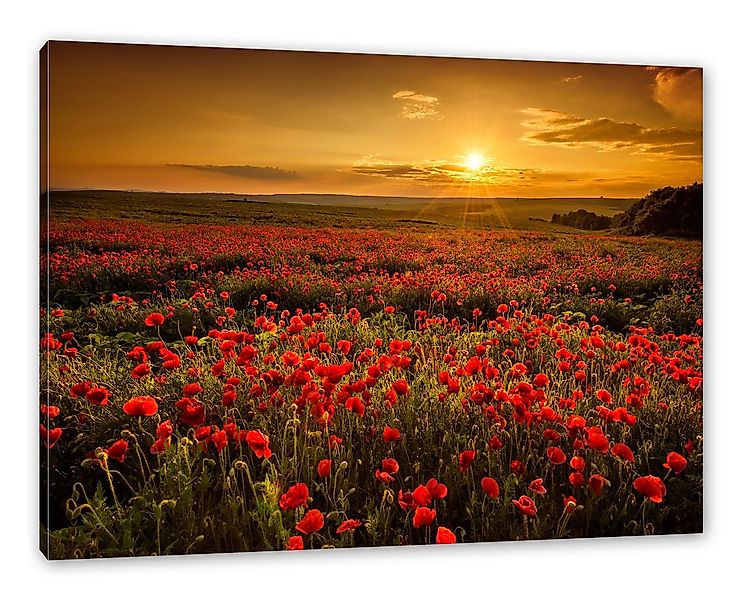 Pixxprint Leinwandbild Mohnblütenfeld bei Sonnenuntergang, Mohnblütenfeld b günstig online kaufen
