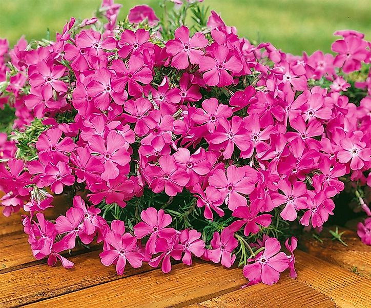 Pflanzen für Dich Bodendecker Phlox sub. MacDaniel's Cushion, 1 St., Polste günstig online kaufen