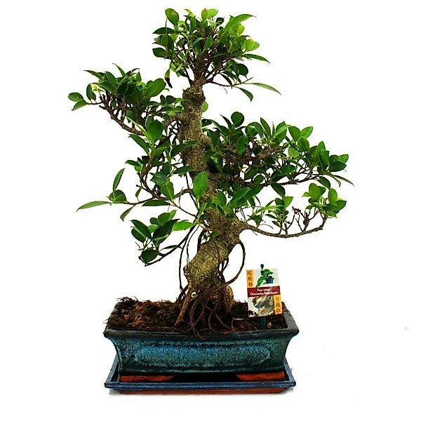 Exotenherz Bonsai Chinesischer Feigenbaum Ficus Retusa ca. 12-15 Jahre günstig online kaufen