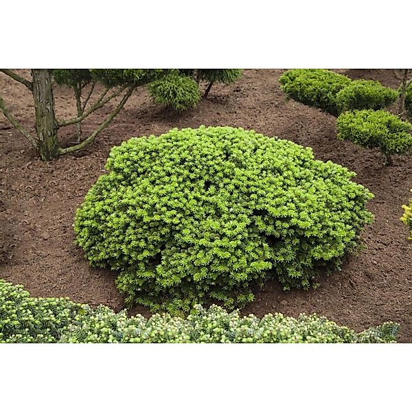 Abies Koreana Brillant Koreatanne Kompakt 30–35 cm günstig online kaufen