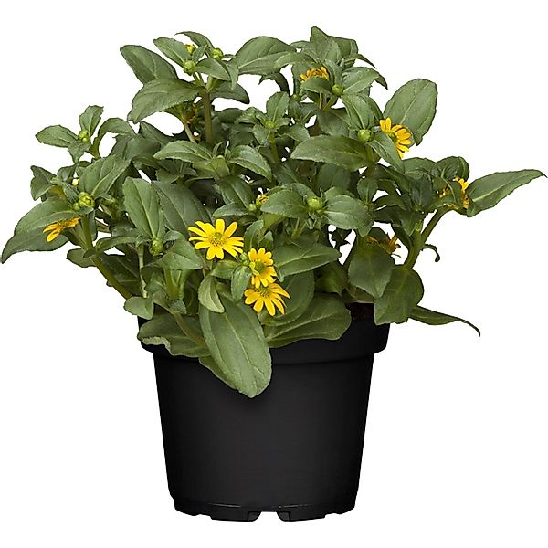 Husarenknopf Gelb Topf-Ø ca. 12 cm Sanvitalia procumbens günstig online kaufen