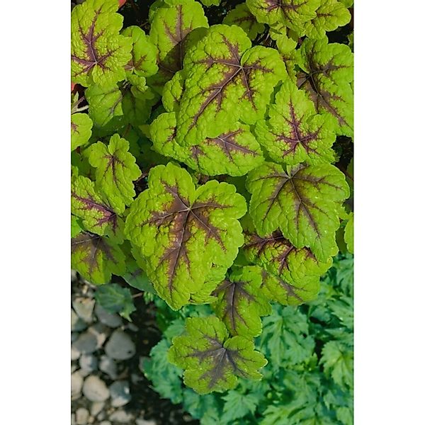 Heucherella(X) Tiarell.'Stoplight' -R- Ca. 9x9 cm Topf günstig online kaufen