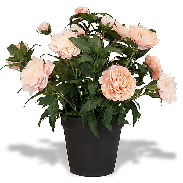 Künstliche Paeonia - Pfingstrosen Höhe 76 cm rosa günstig online kaufen