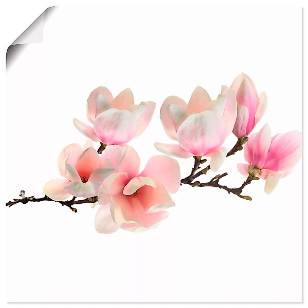 Artland Wandbild "Magnolie", Blumen, (1 St.) günstig online kaufen