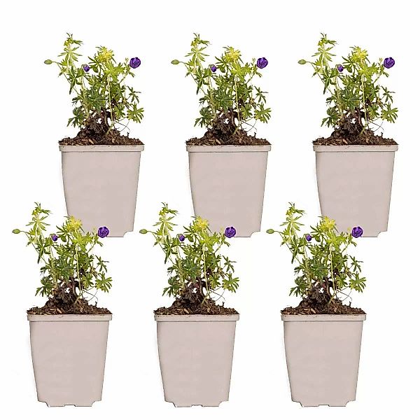 Casa Caron | 6er-Set Geranium Sanguineum günstig online kaufen