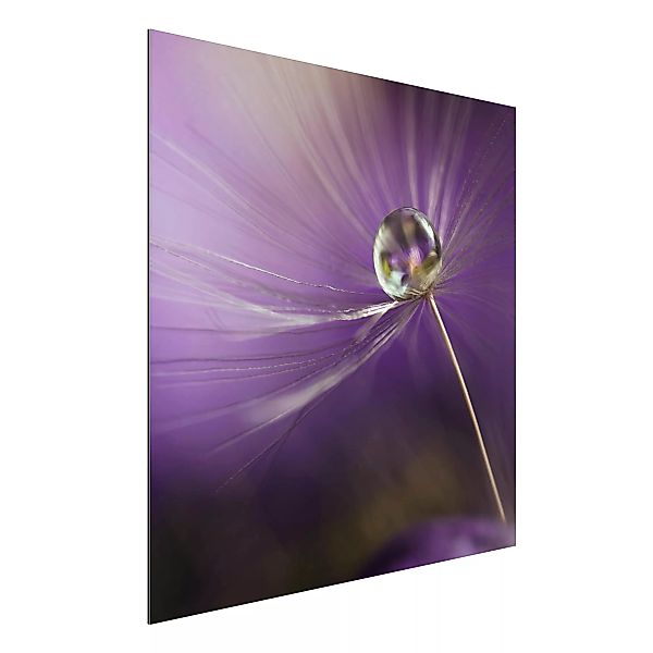 Alu-Dibond Bild Blumen - Quadrat Pusteblume in Violett günstig online kaufen