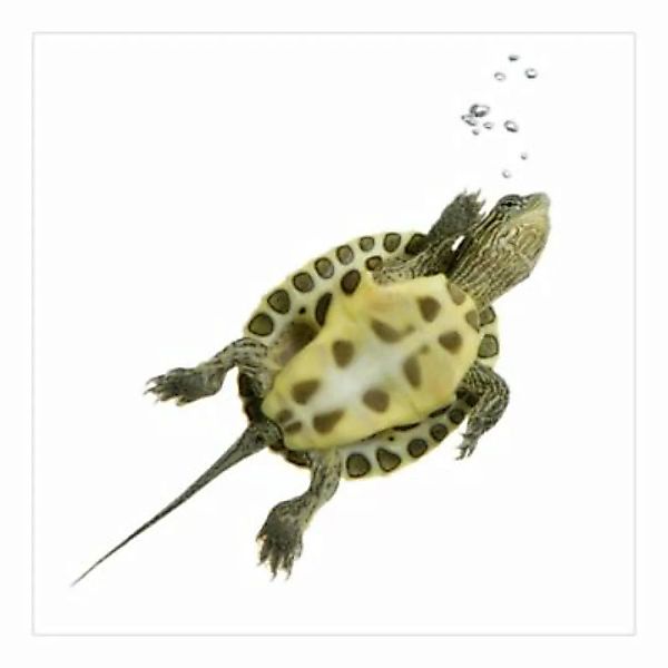 Bilderwelten Kindertapete Schwimmende Schildkröte grün Gr. 288 x 288 günstig online kaufen