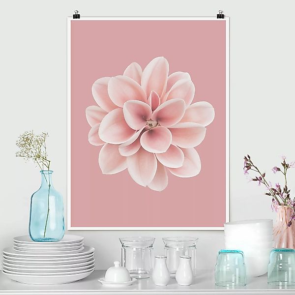 Poster Dahlie Rosa Blush Blume Zentriert günstig online kaufen