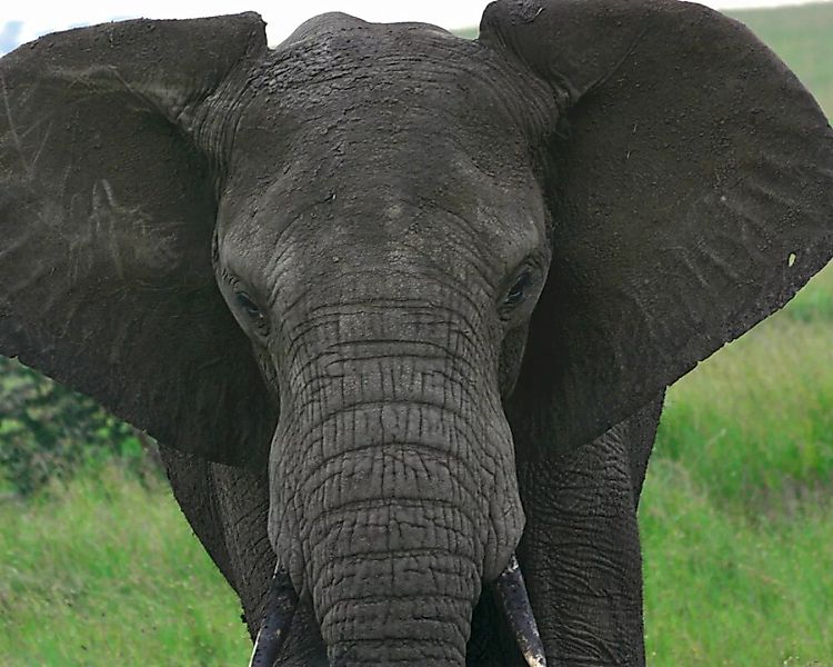 Fototapete "Groer Elefant" 4,00x2,50 m / Strukturvlies Klassik günstig online kaufen