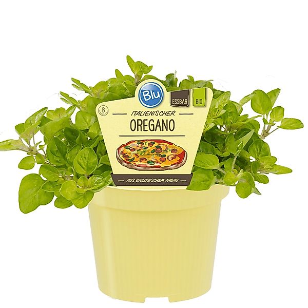 Blu Bio-Oregano Topf-Ø ca. 12 cm Origanum günstig online kaufen