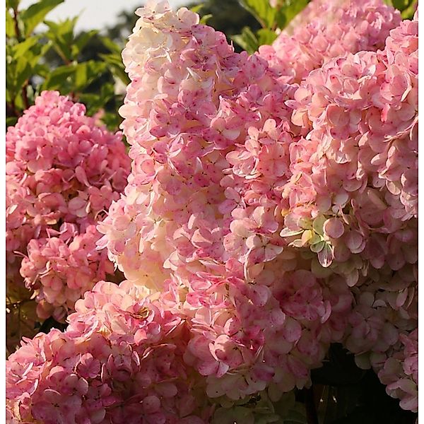 Hochstamm Rispenhortensie Vanille Fraise 100-125cm - Hydrangea paniculata günstig online kaufen