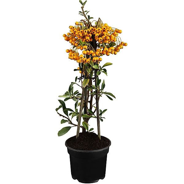 OBI Feuerdorn Gelbe Beeren Höhe ca. 50 - 60 cm Topf ca. 2, Pyracantha günstig online kaufen