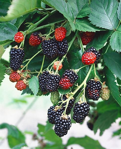 Pflanzen für Dich Obstpflanze Rubus frut. Triple Crown, 1 St., Brombeere, G günstig online kaufen