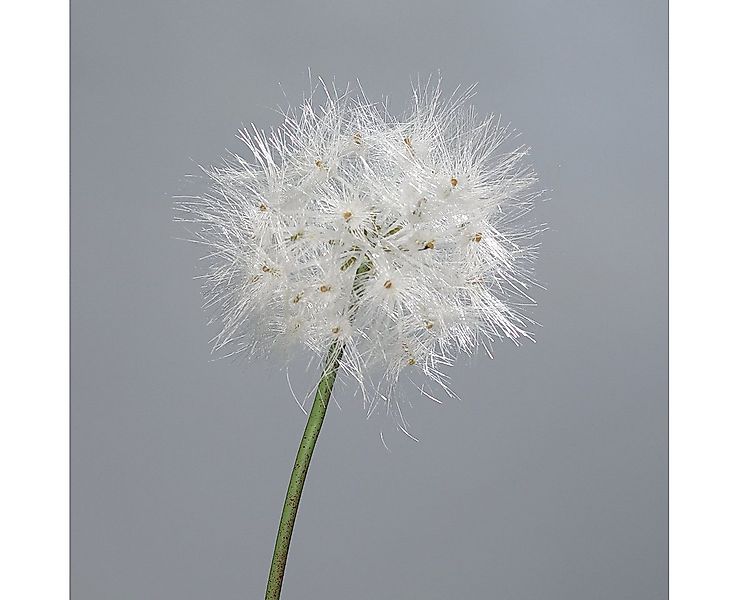 Kunstblume künstliche Pusteblume Löwenzahn 80cm oder 88cm, mucPlants, Höhe günstig online kaufen