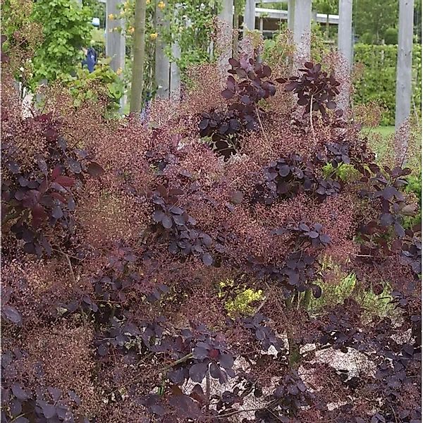 Perückenstrauch Winecraft Black 40-60cm - Cotinus coggygria günstig online kaufen