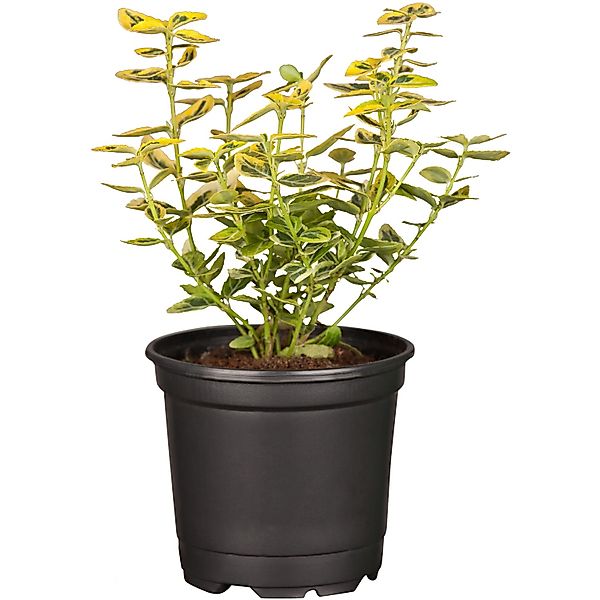 Gelbbunte Kriechspindel Emerald Gold Topf-Ø ca. 9 cm Euonymus fortunei günstig online kaufen