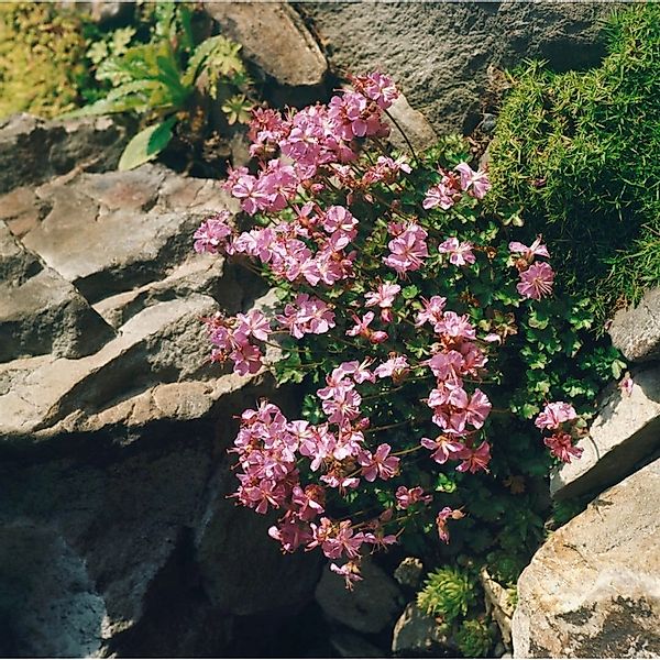 Geranium Dalmaticum Bressingham Pink Dalmatiner Storchschnabel Ca. 9x9 cm T günstig online kaufen