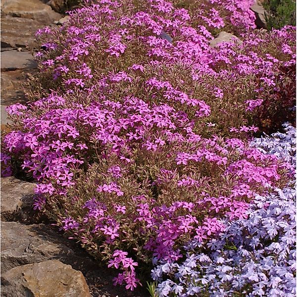 Niedrige Flammenblume Drummond Pink - Phlox subulata günstig online kaufen