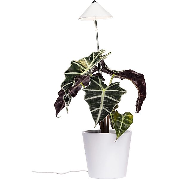 Parus by Venso LED-Pflanzenlampe Sunlite 7 W Weiß günstig online kaufen