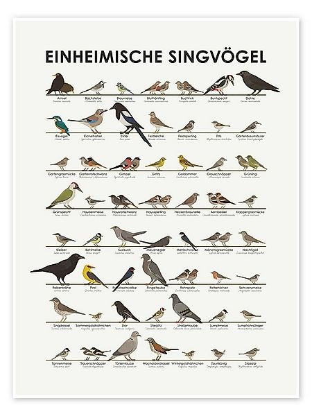Posterlounge Wandbild Einheimische Singvögel, Iris Luckhaus, erhältlich als günstig online kaufen