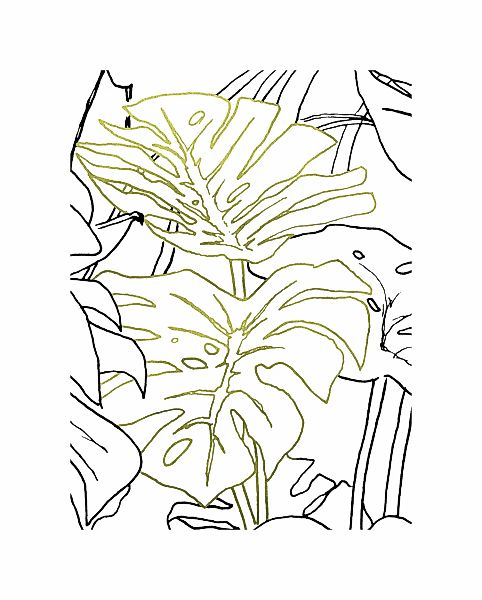 Komar Bild "Monstera Borsigiana", Natur, (1 St.), Wandbild zur Dekoration - günstig online kaufen