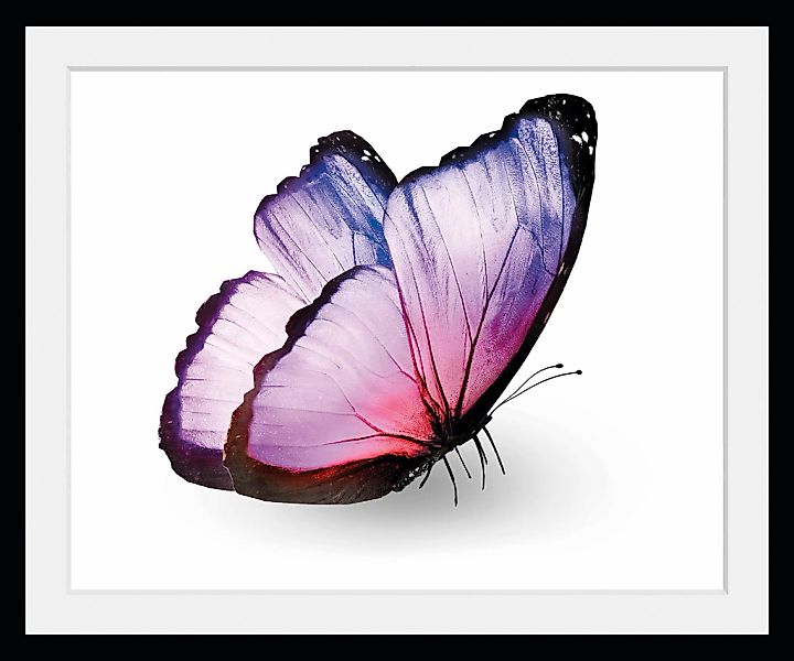 queence Bild »Alex«, Schmetterlinge-Kunst-Insekten, (1 St.), HD Premium Pos günstig online kaufen