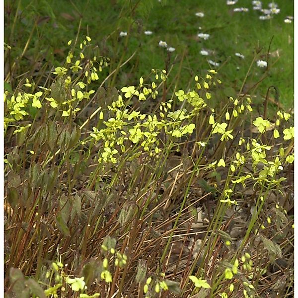 Schwarzmeer-Elfenblume - Epimedium pinnatum günstig online kaufen