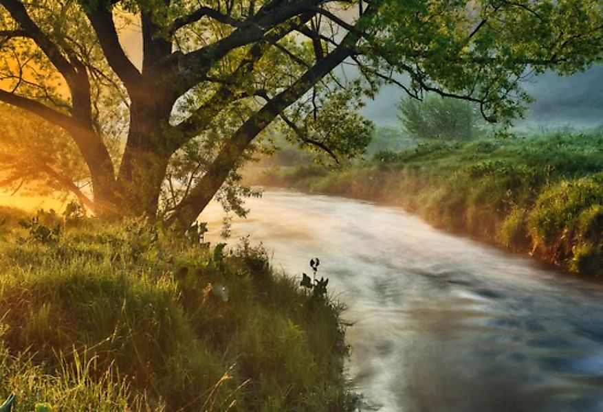 Papermoon Fototapete »Fluss am Baum« günstig online kaufen