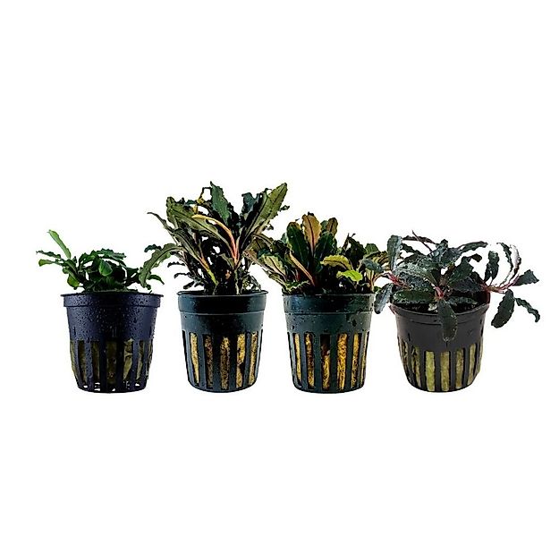 Aquaone Wasserpflanze Pflanzen Set mit 4 Bucephalandra Aquariumpflanzen Set günstig online kaufen