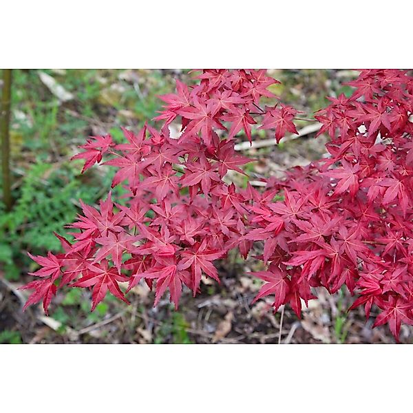 Acer Palmatum Shin Deshojo Japanischer Ahorn Leuchtend Rot 100–125 cm günstig online kaufen