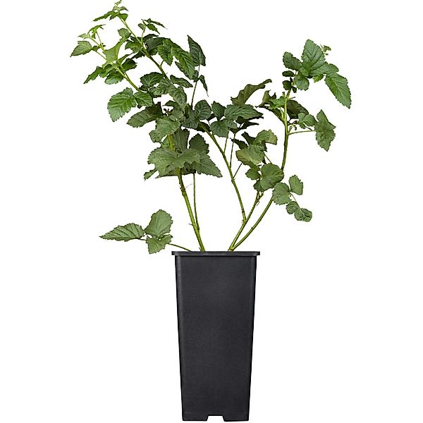 GROW by OBI Bio Tayberry Rot Höhe ca. 20 - 30 cm Topf ca. 2, Tayberry günstig online kaufen