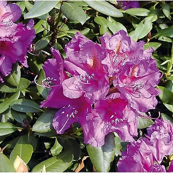 Großblumige Rhododendron Lee´s Dark Purple 50-60cm - Alpenrose günstig online kaufen