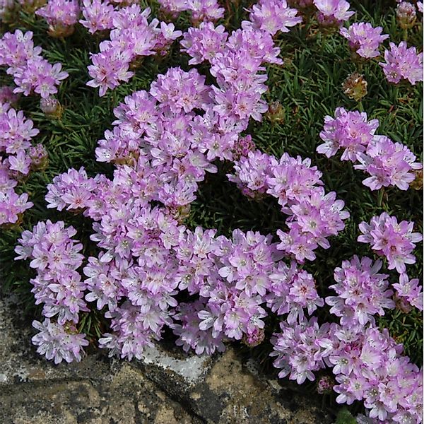 Grasnelke - Armeria caespitosa günstig online kaufen