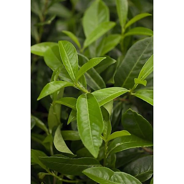 Prunus,aurocerasus 'Diana' 60-80 cm günstig online kaufen