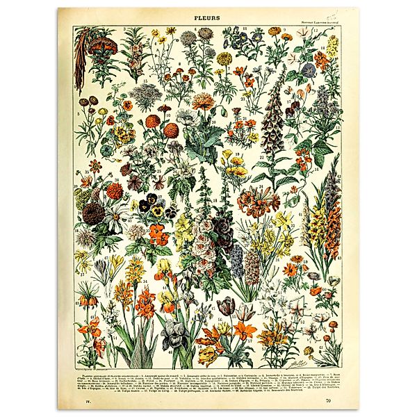 MuchoWow Poster Blumen - Pflanzen - günstig online kaufen