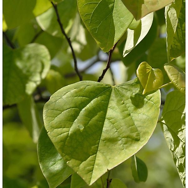 Kanadischer Judasbaum 60-80cm - Cercis canadensis günstig online kaufen