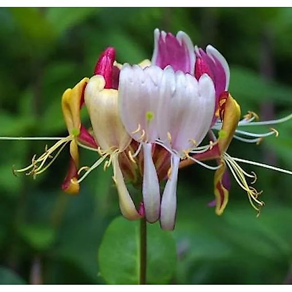 Geißschlinge America Beauty 80-100cm - Lonicera heckrottii günstig online kaufen
