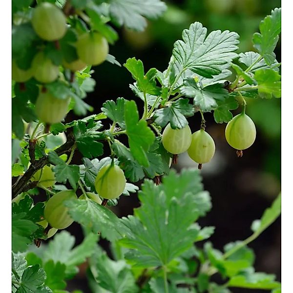 Stachelbeere grün - Ribes uva-crispa günstig online kaufen