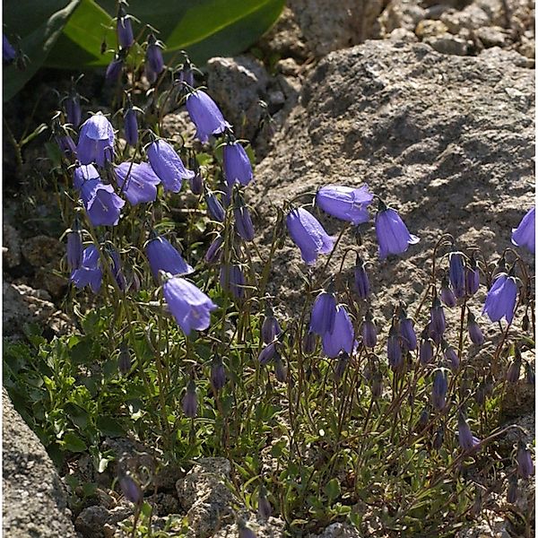 Zwergglockenblume - Campanula cochleariifolia günstig online kaufen