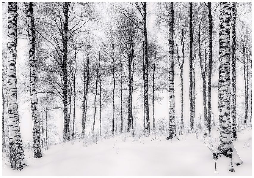 Wallarena Fototapete Wald Schwarz Weiß Vlies günstig online kaufen