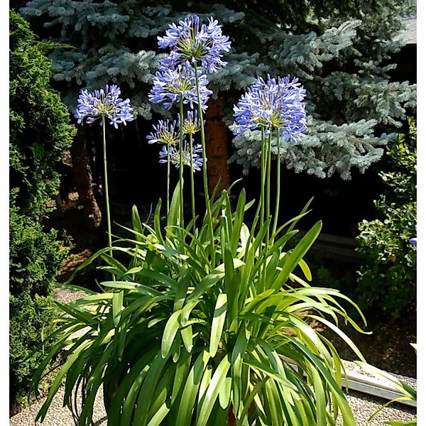 Liebesblume Schmucklilie  - großer Topf - Agapanthus africanus günstig online kaufen